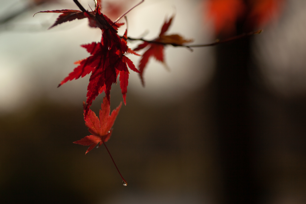 紅葉　雨後、はりつく葉