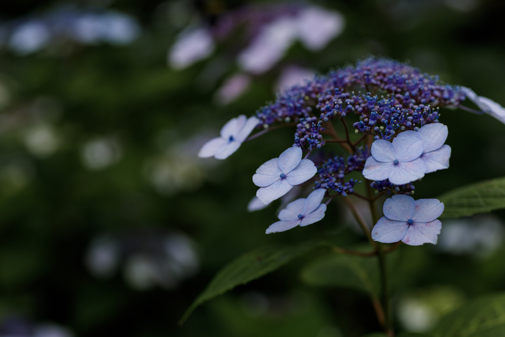 紫陽花　⑰