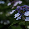 紫陽花　⑰