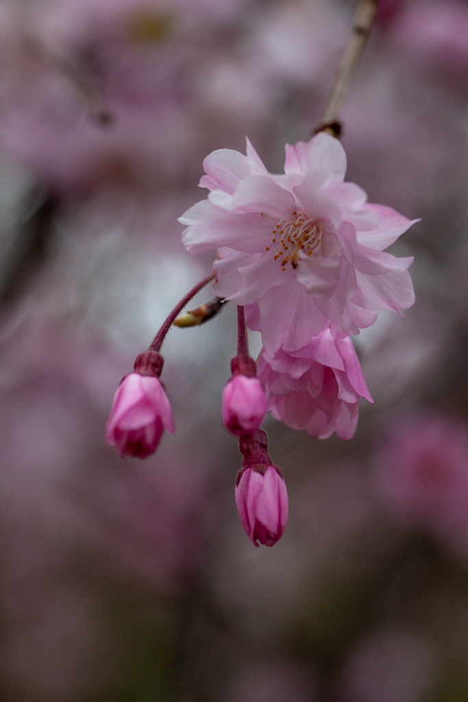 桜　