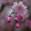 桜　