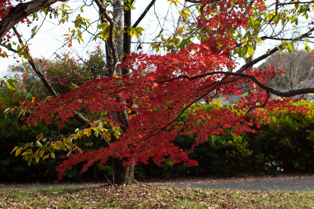 紅葉　日陰