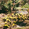 福寿草　フィルム　ＮＩＫＯＮ　ＦＥ
