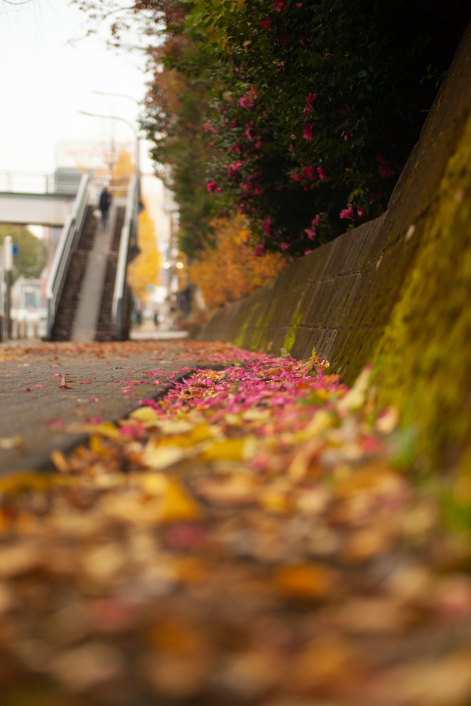 歩道橋を見上げる