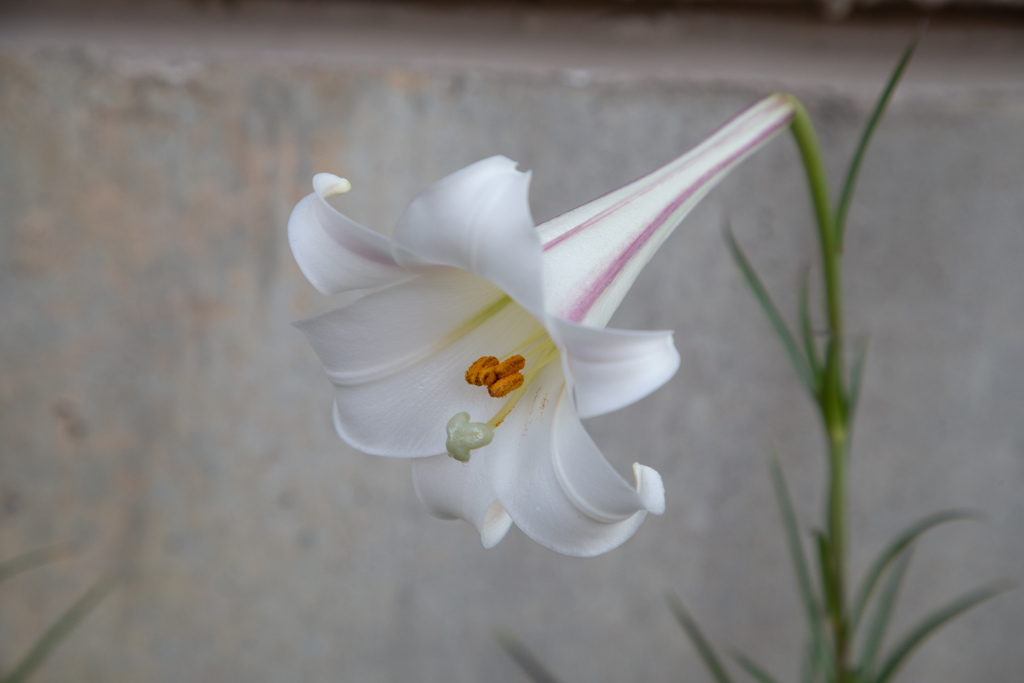 白も撮ります！