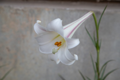 白も撮ります！