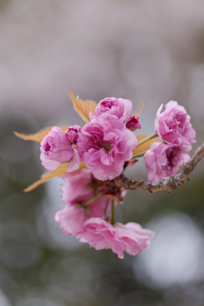 八重桜　⑤
