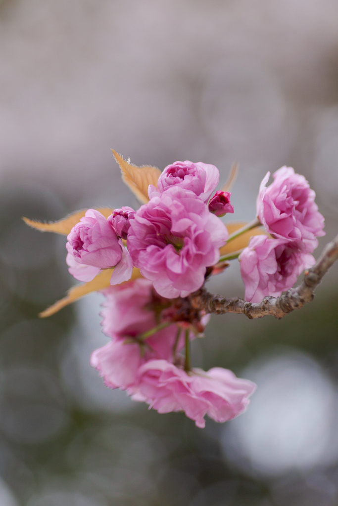 八重桜　⑤