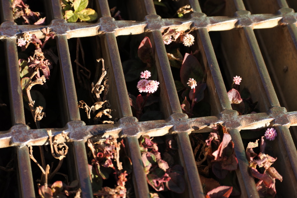ひめつるそば　道端編　