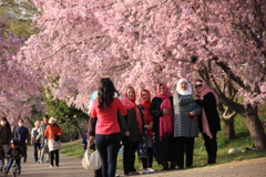 平和公園の桜　それぞれのお花見　その②