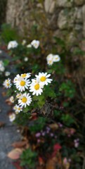 道端のお花　スマホ撮影勉強中　Zenfone2にて撮影