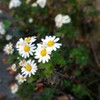 道端のお花　スマホ撮影勉強中　Zenfone2にて撮影