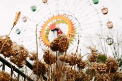 観覧車とあじさい　フィルムデビュー