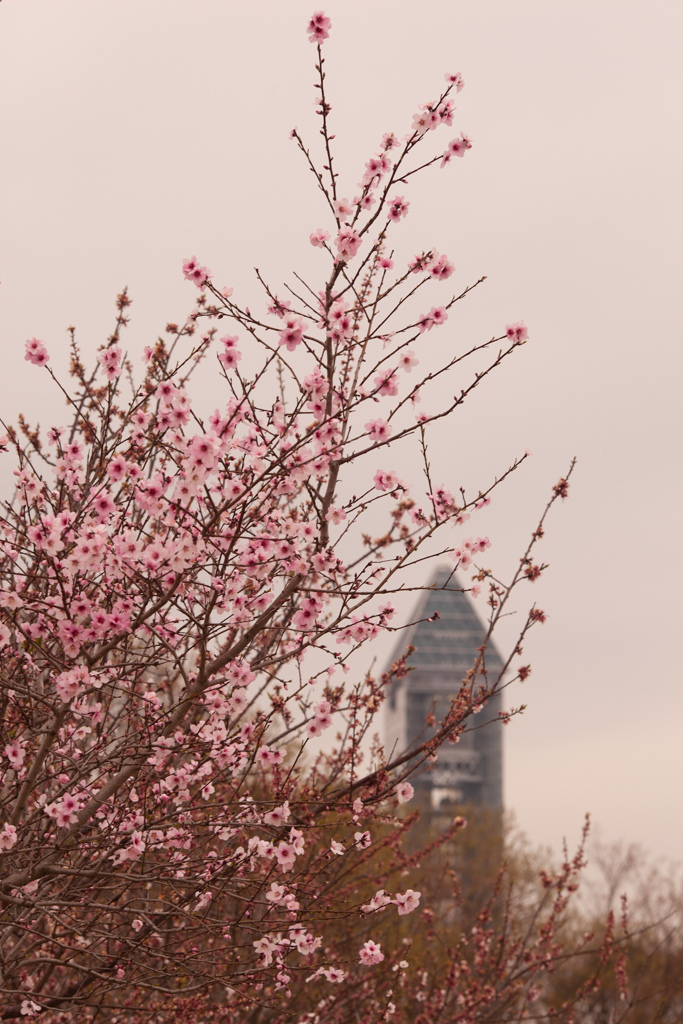 桜と東山スカイタワー
