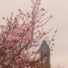 桜と東山スカイタワー