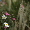 乱舞　東山植物園