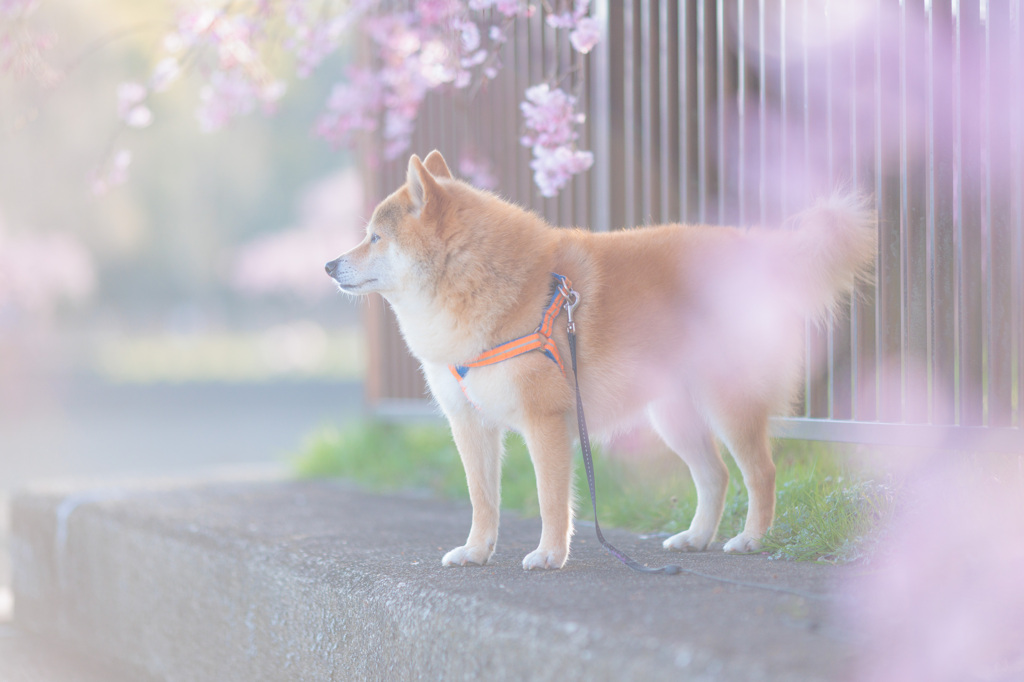 枝垂れ桜