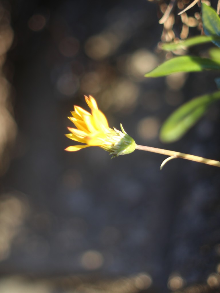 黄色いつぼみ　その③