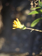 黄色いつぼみ　その③