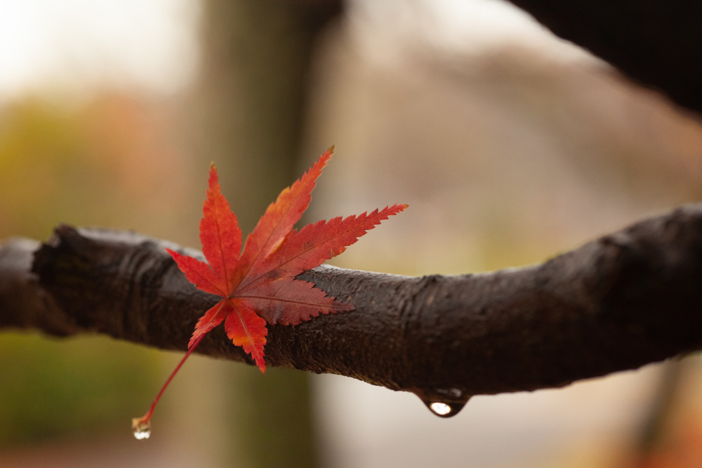 紅葉　雨後、はりつく落葉⑤