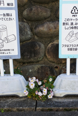野菊　