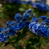 紫陽花　⑱
