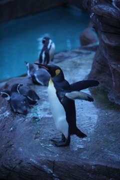ペンギンさん　東山動物園ナイトズー