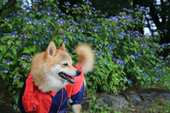 あじさい　㉘　雨のお散歩〜　