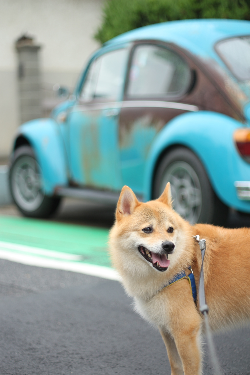 オールドカー＆オールドレンズ