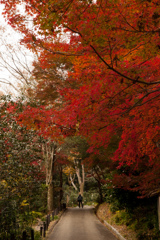 紅葉　東山植物園