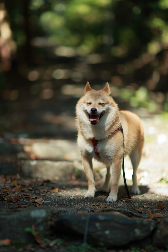 コロン君　ぽよーん