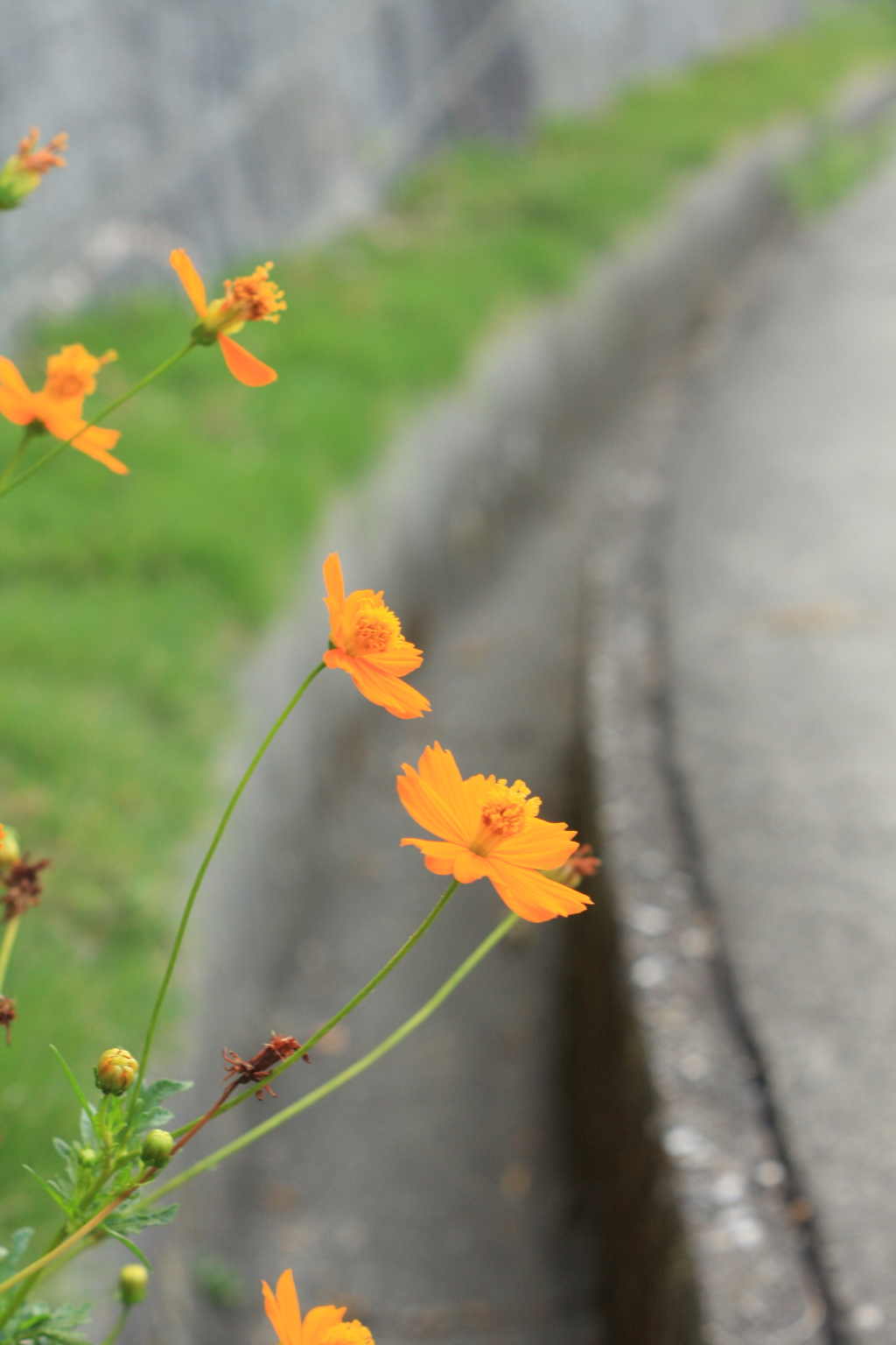 道端のお花
