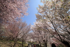 桜の回廊　東山動植物園　サムヤン広角14mm