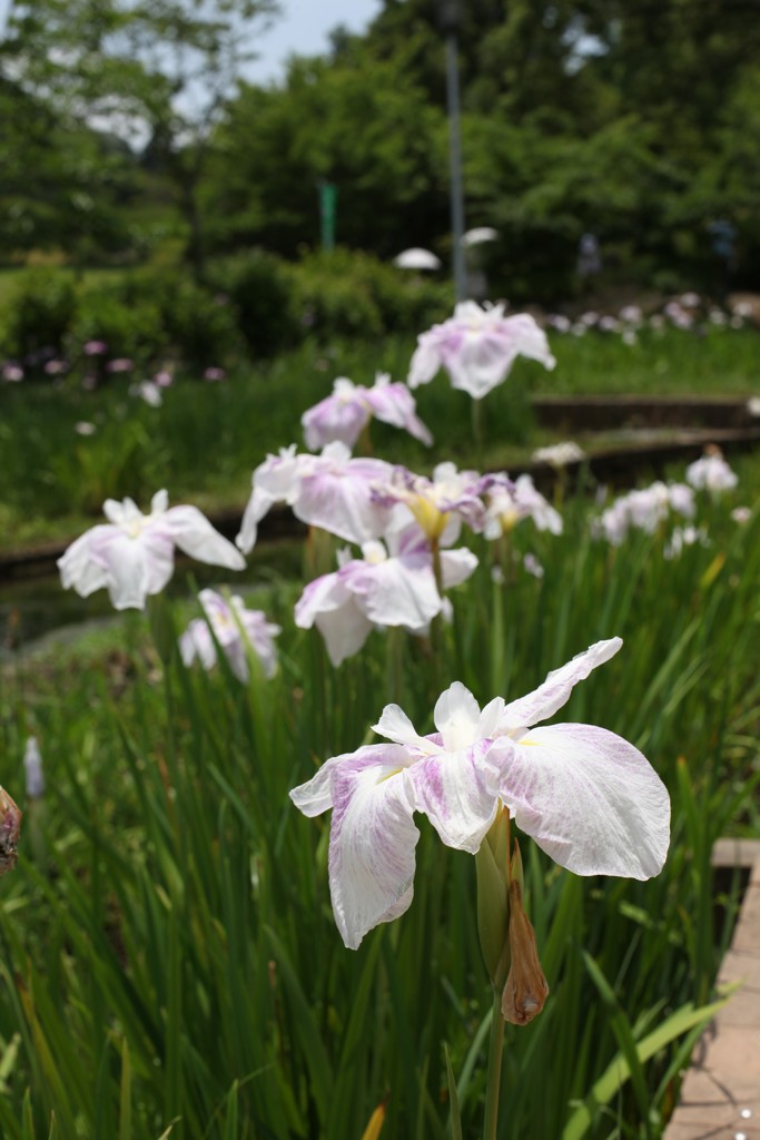 白いお花　大高緑地公園