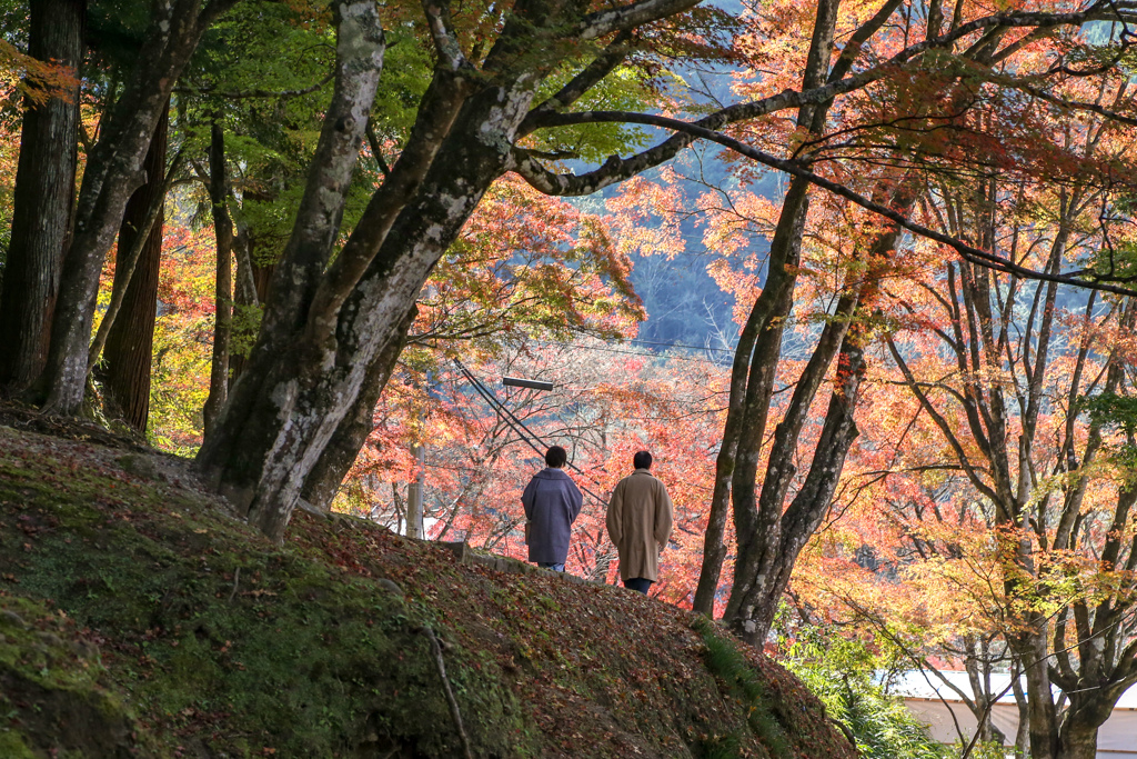 紅葉　まだ早いみたい　香嵐渓