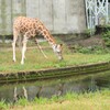 キリンさん