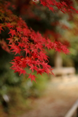 東山植物園　紅葉③