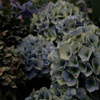 紫陽花　56