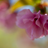 ぼたん桜