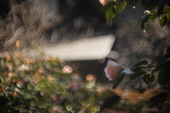 椿ぐるぐる〜　Canon FD50mmF1.4