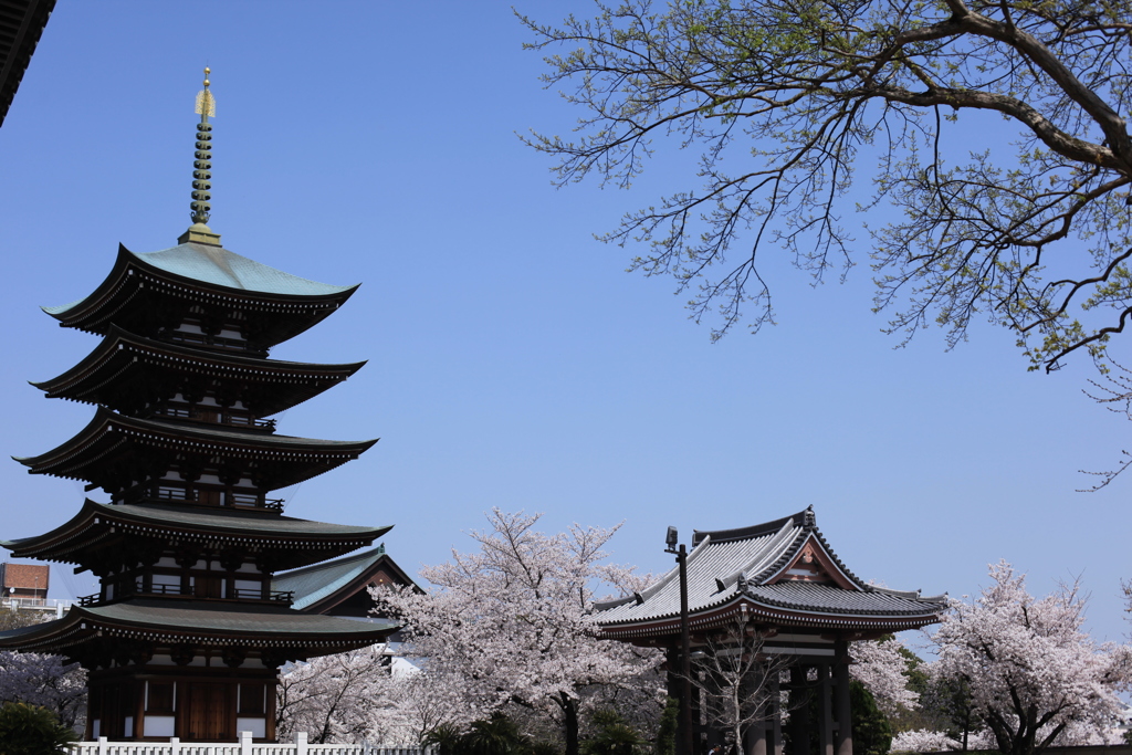 覚王山日泰寺（かくおうざんにったいじ）の桜　その①