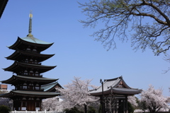 覚王山日泰寺（かくおうざんにったいじ）の桜　その①