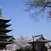 覚王山日泰寺（かくおうざんにったいじ）の桜　その①