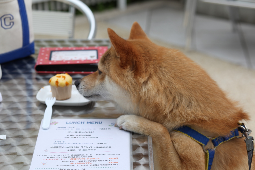 かぼちゃマフィンとコロン君　ドッグカフェ