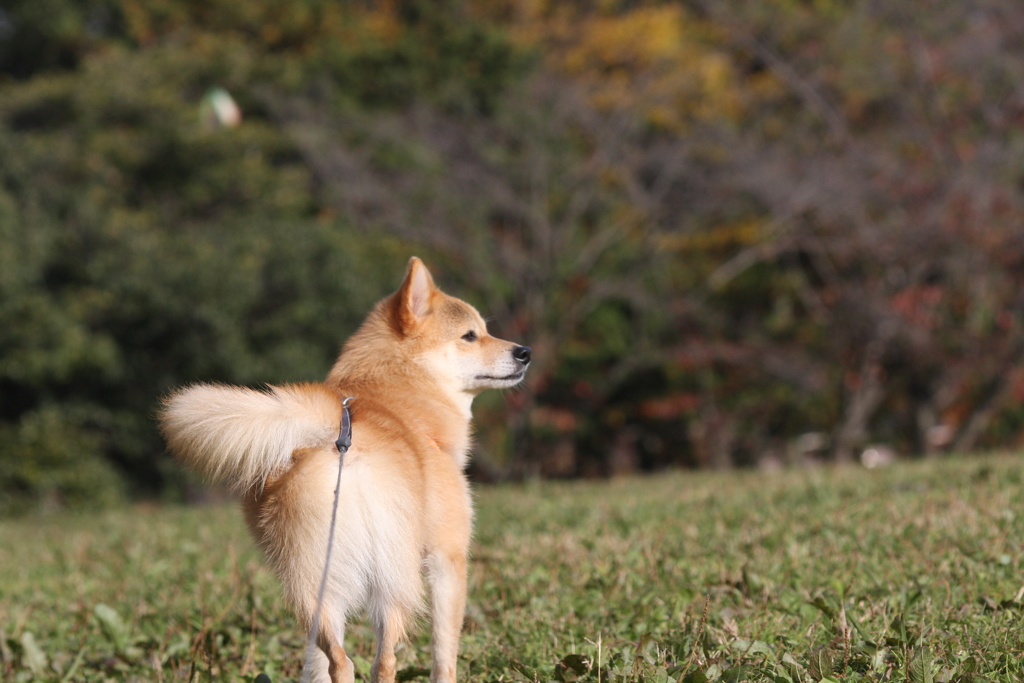 午後のお散歩 平和公園へ