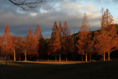 メタセコイヤ広場