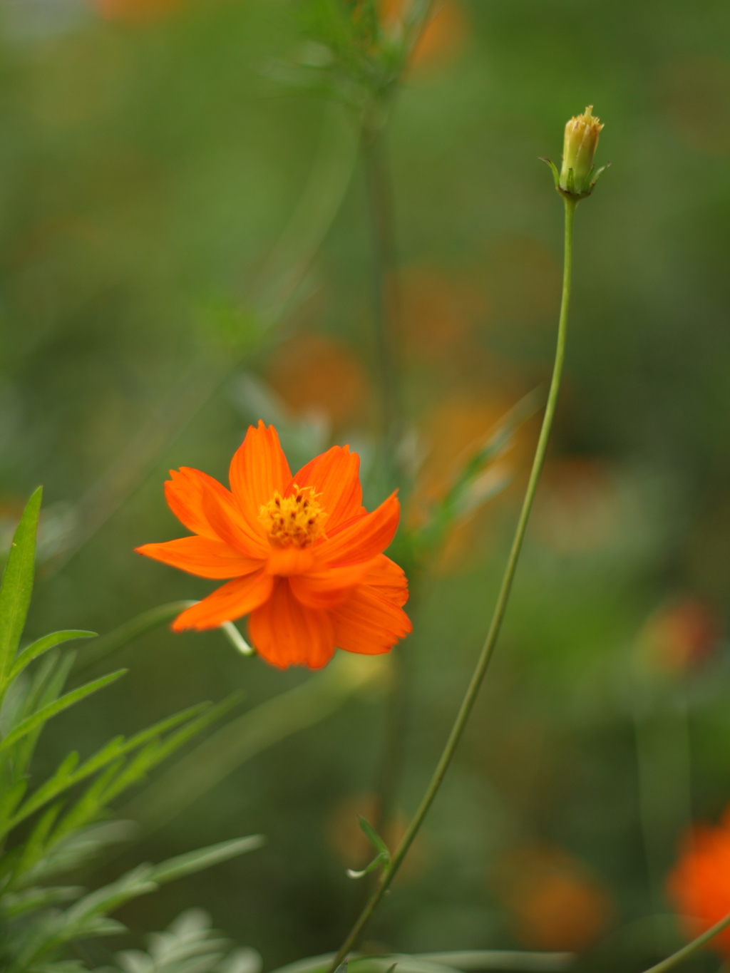 コスモス　EOS M+FL50mmF1.8