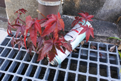 ここにも紅葉　