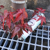 ここにも紅葉　