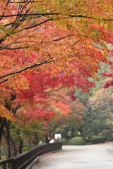 雨の紅葉その③　東山動植物園